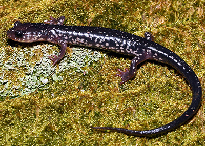 Cow Knob Salamander